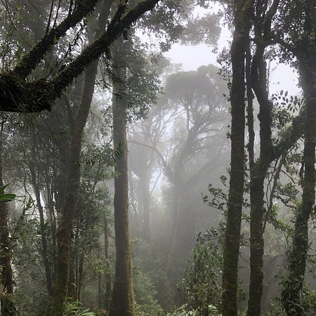 Gunung Irau (Mount Irau)