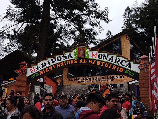 El Rosario Monarch Butterfly Preserve