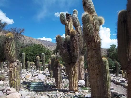 Jardin Botanico de Altura
