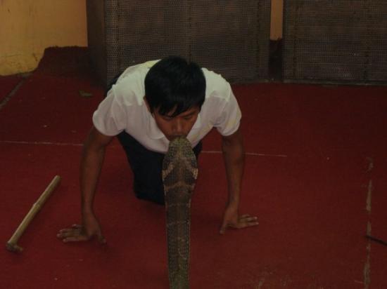 King Cobra Village