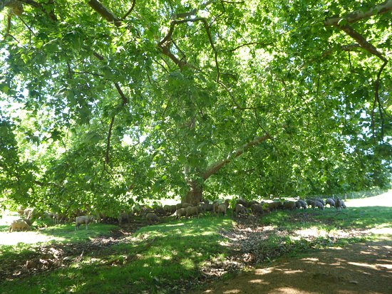 Golden Valley Tree Park