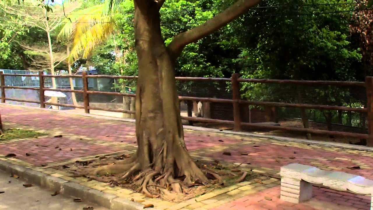 Maoming Forest Park