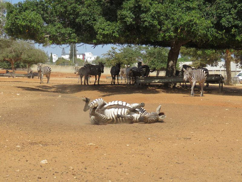 Ramat Gan Safari