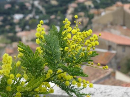 Office de Tourisme de Bormes les Mimosas