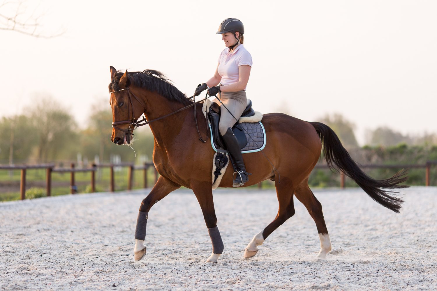 Pferderüecken Reiten & Fahren