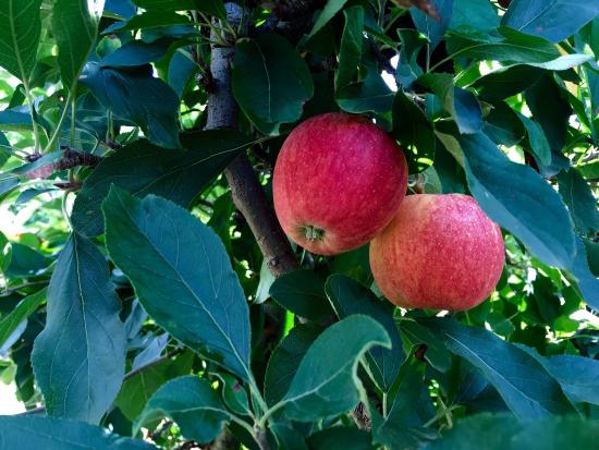 The Bilpin Fruit Bowl