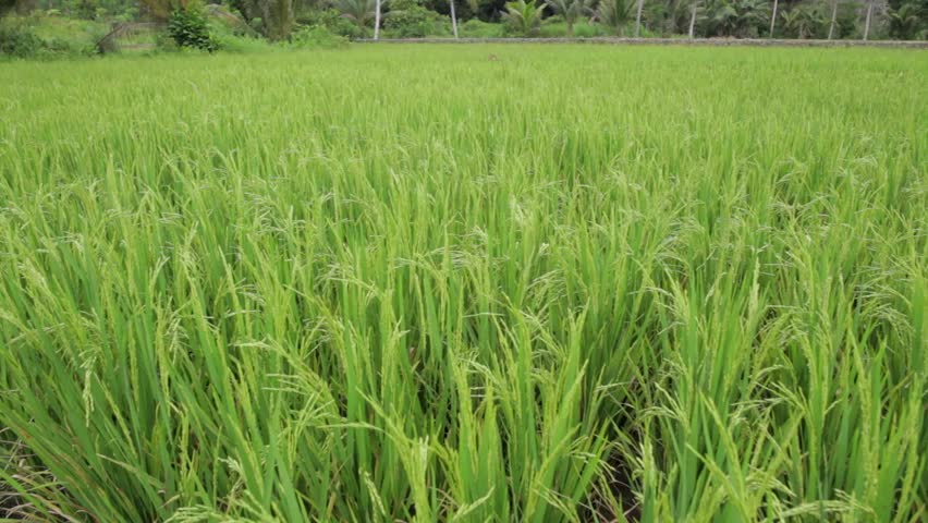 Torachan Paddy Field