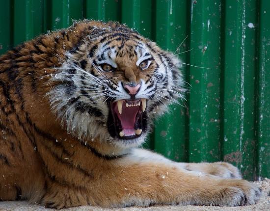 Zoogallery Zoo