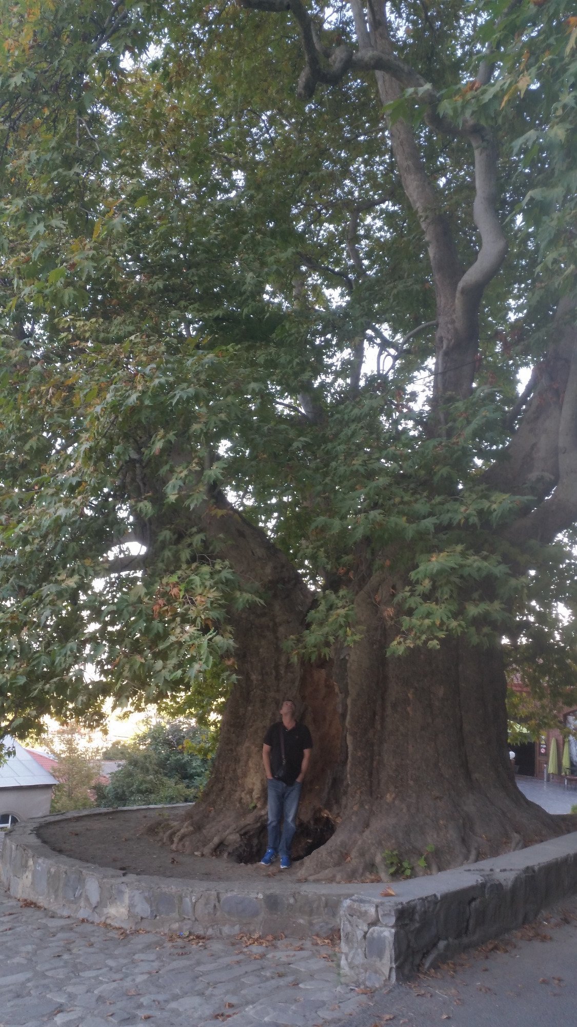 Giant Plane Tree