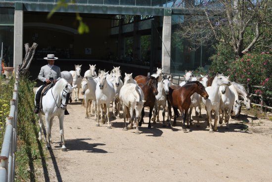 Yeguada de la Cartuja