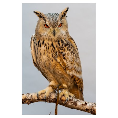 Baytree Owl and Wildlife Centre