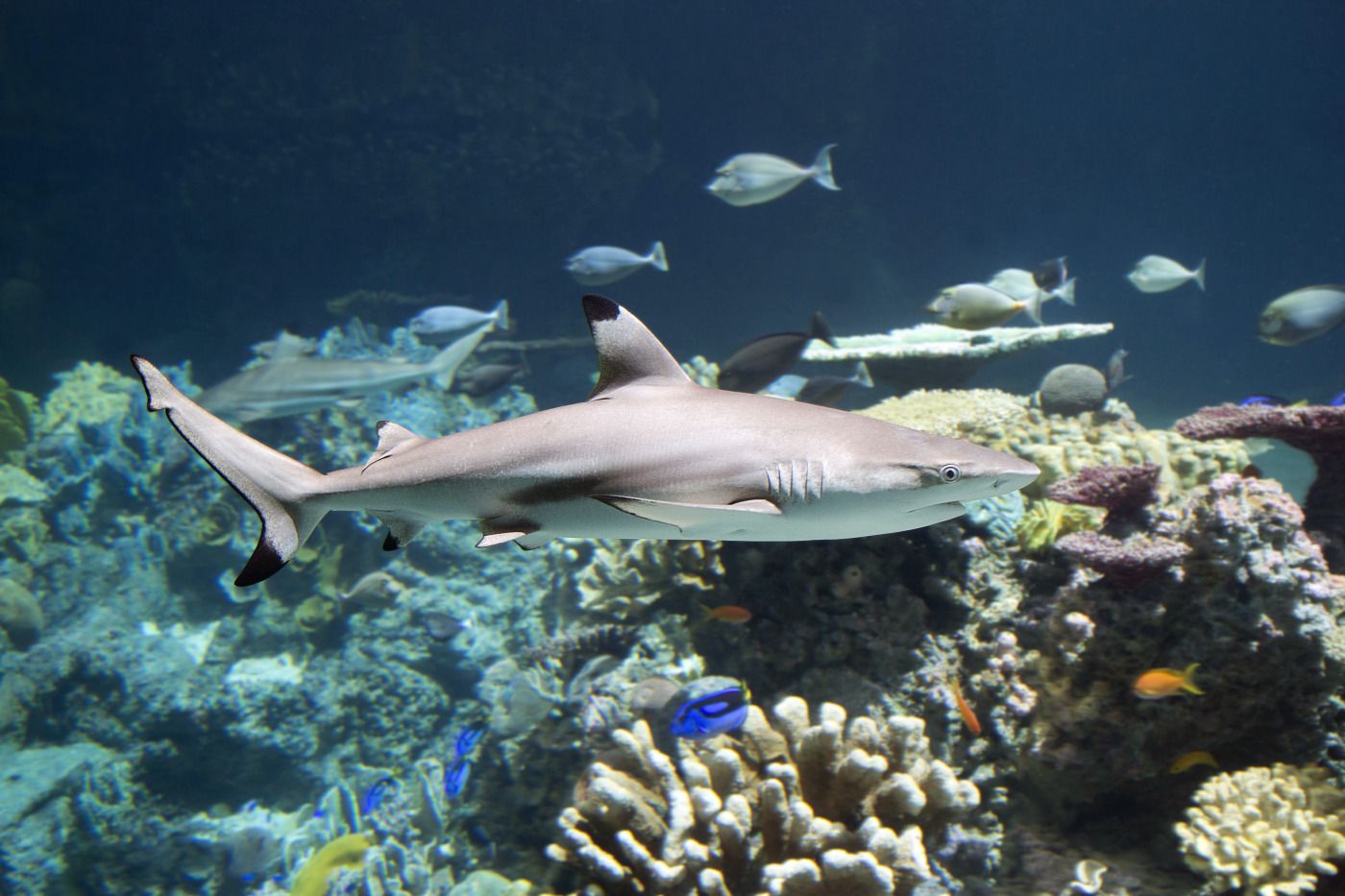Shark Reef Recreation Area