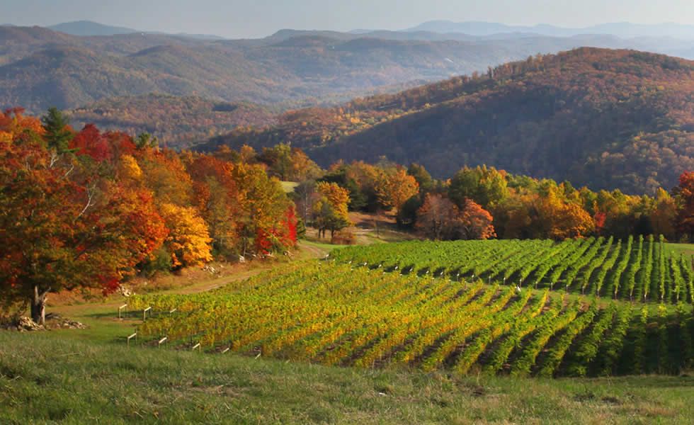 Burntshirt Vineyards