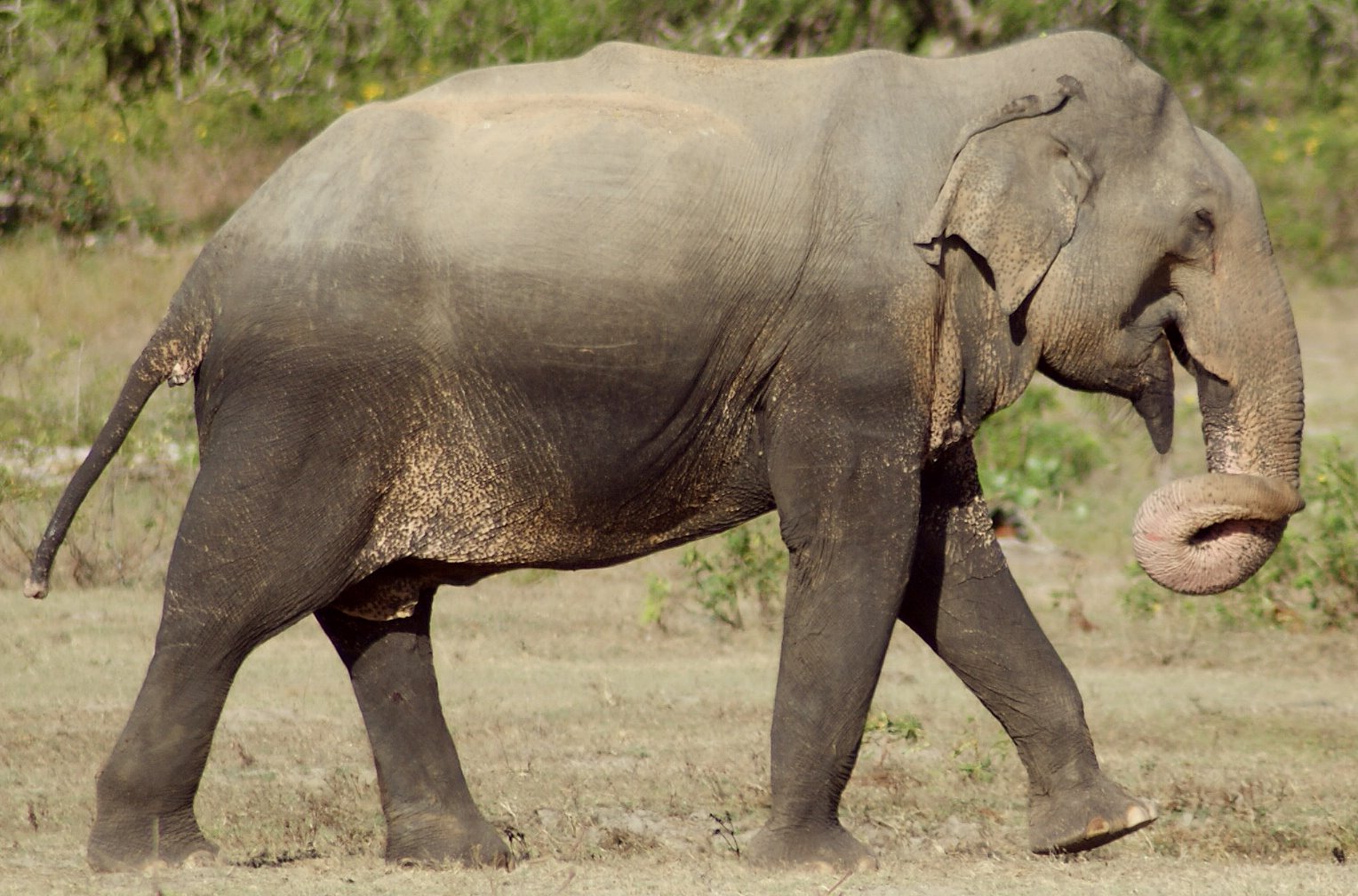 Elephant Rock
