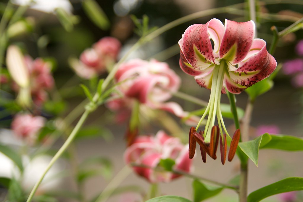 beauty lilium by Santino