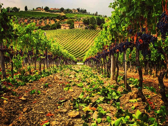 Fattoria Vignavecchia