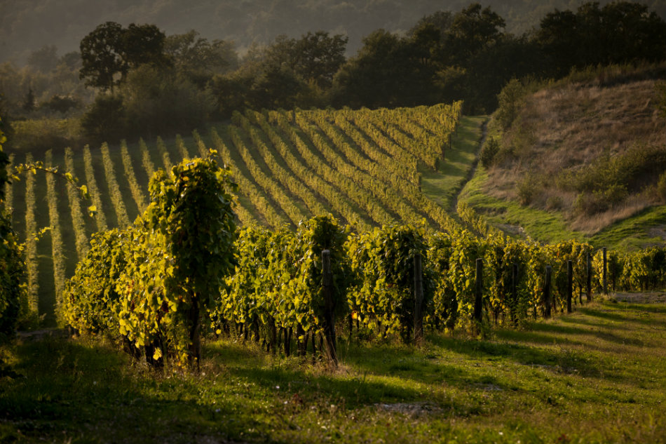 Francesco Scanavino Winery