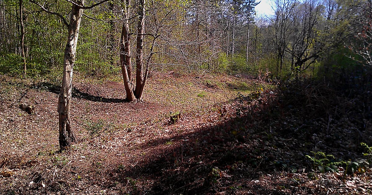 Joyden's Wood