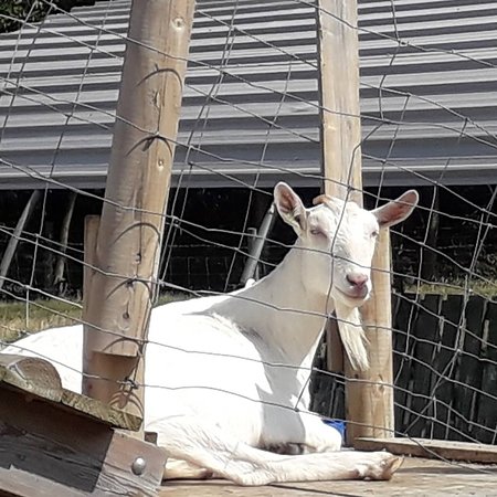 The Green Barn - Isle of Wight Dairy Goats