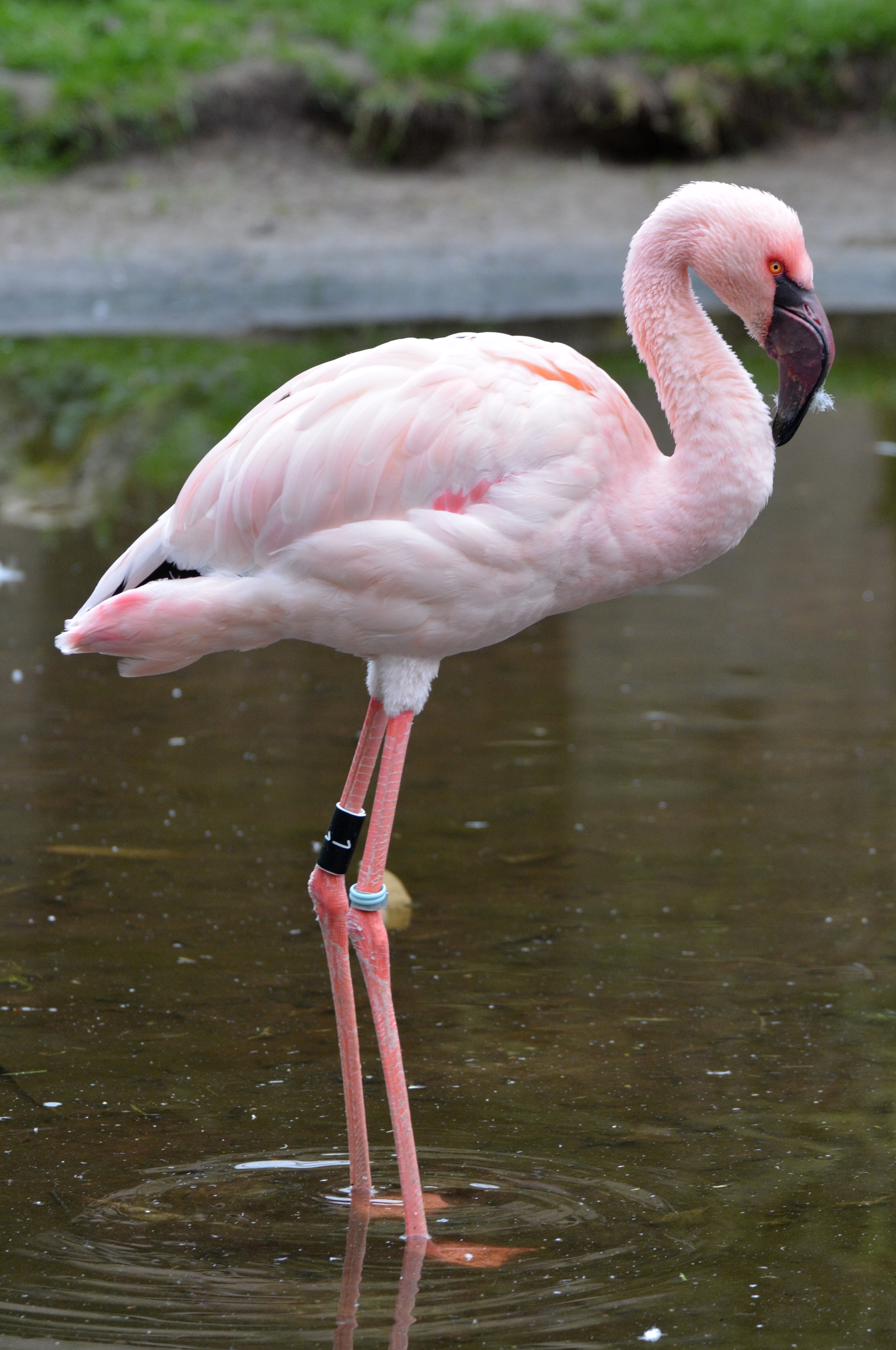 Pink Flamingo