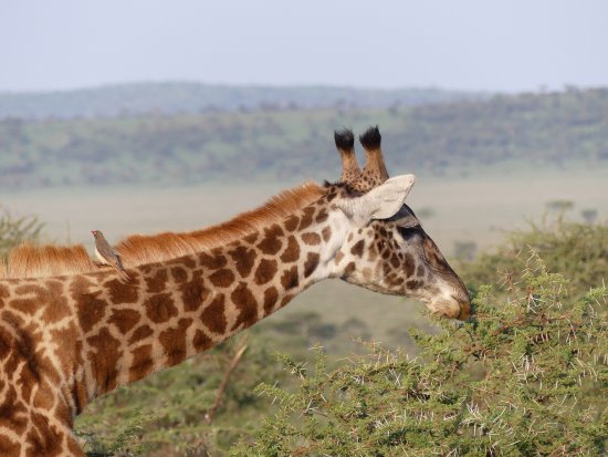 Petit Maasai Safaris