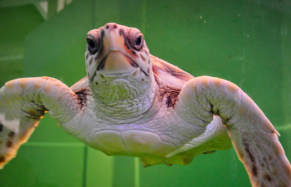 Sea Turtle, Inc.