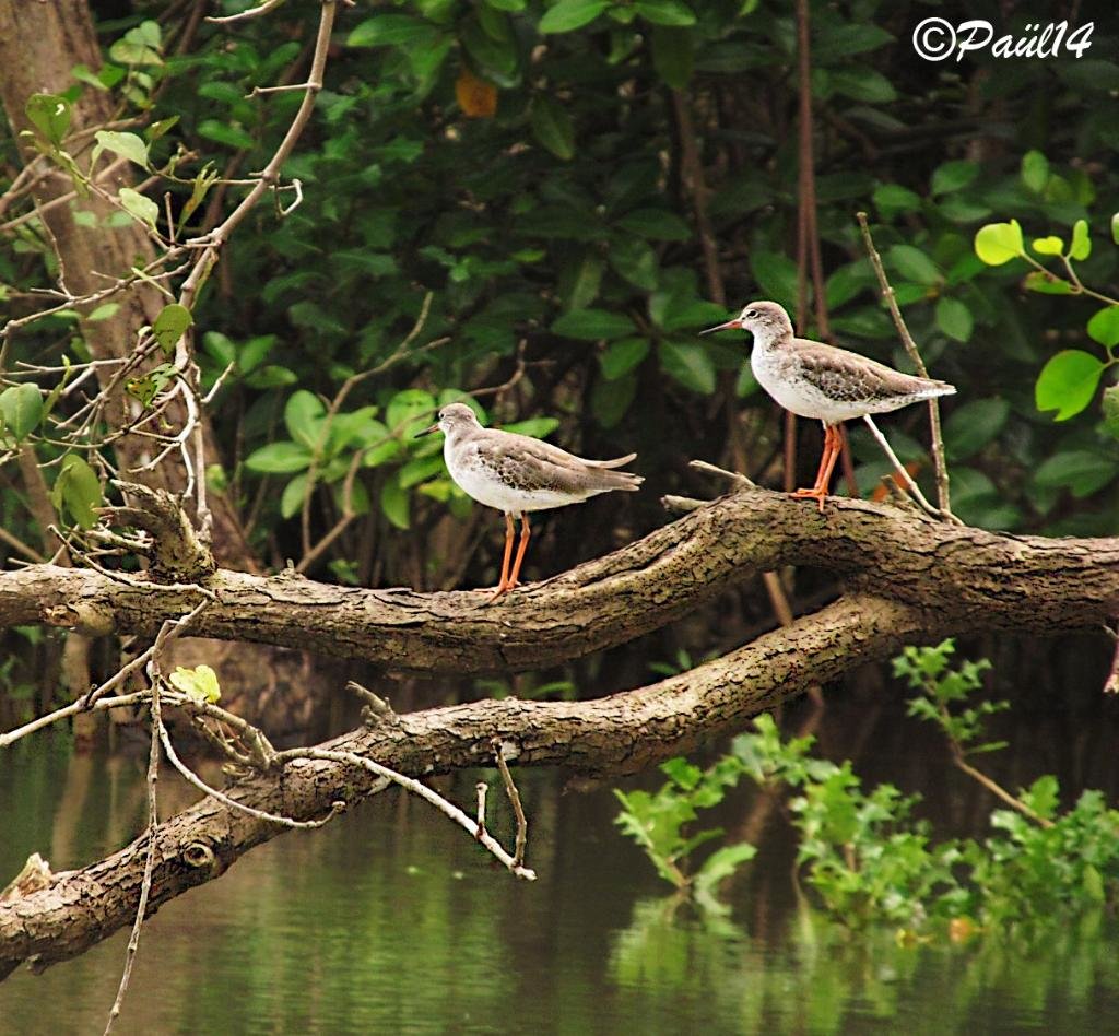 Dr. Salim Ali Bird Sanctuary