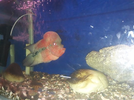 Matsyadarshini Aquarium