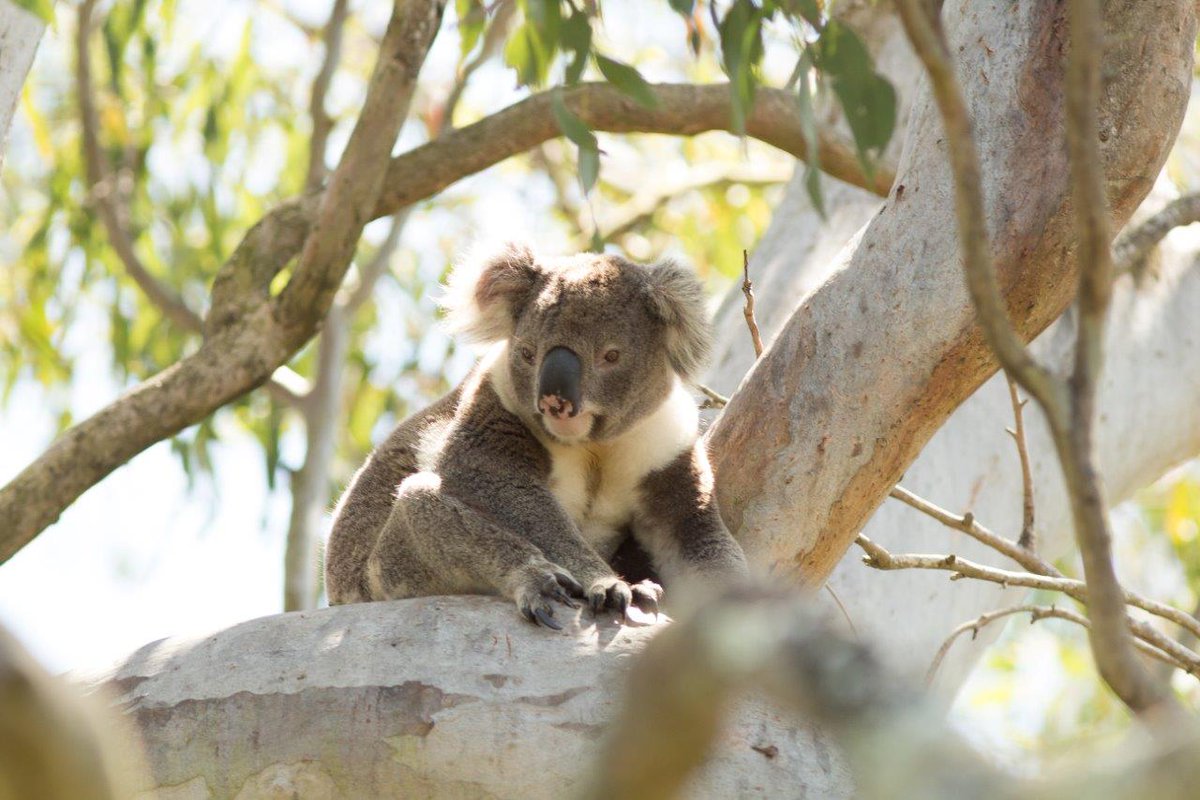 Koala Reserve