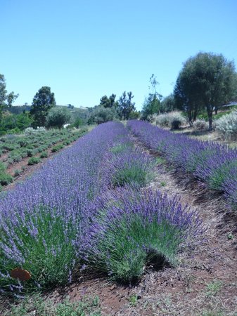 Balingup Lavender Farm