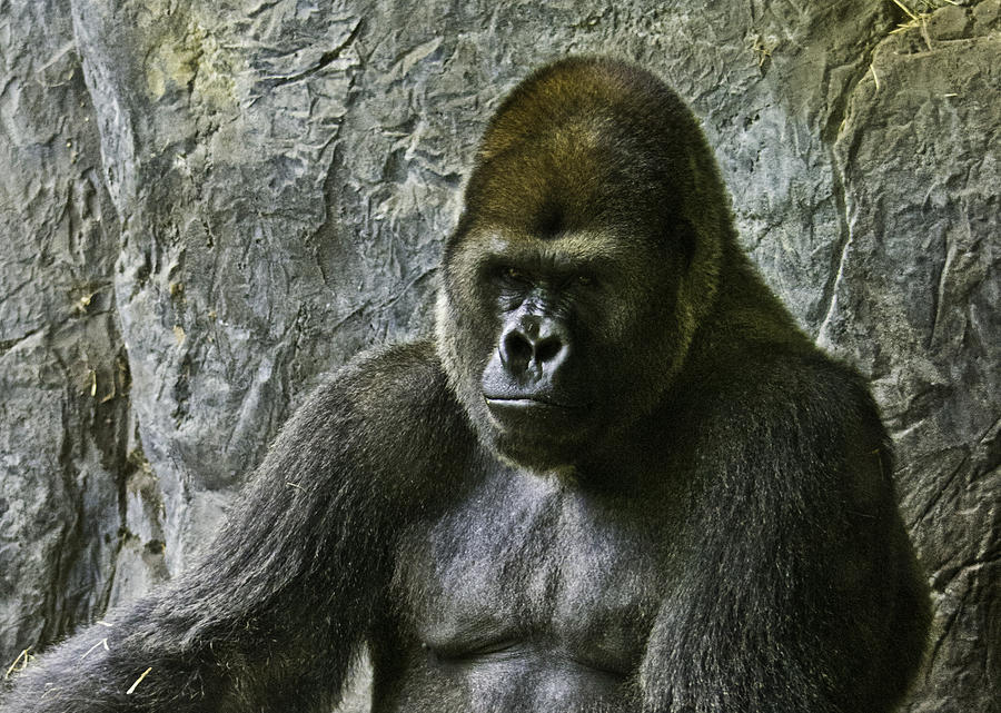 Il Gorilla