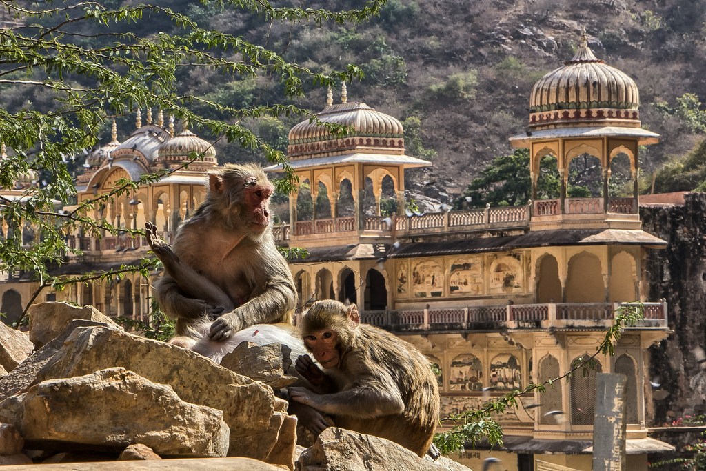 Monkey Temple