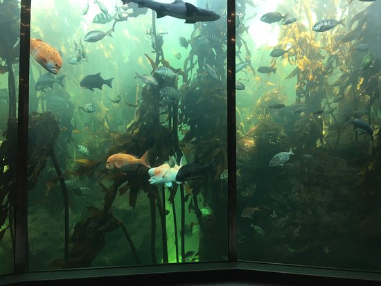 Two Oceans Aquarium