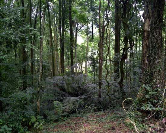 FRIM -Forest Research Institute of Malaysia