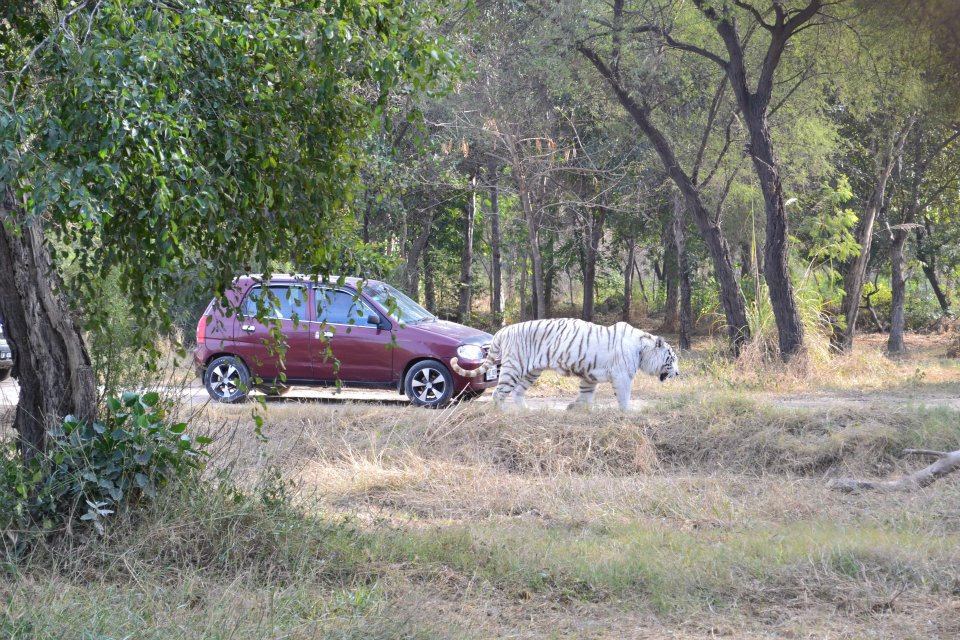 Lahore Zoo Safari