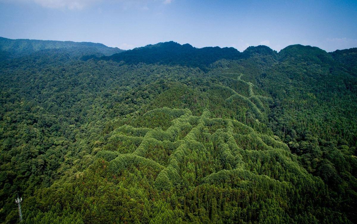 Miani Forest