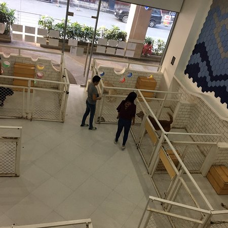 Bengal Brew / Wolf & Bear