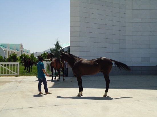 Turkmen Akhalteke Horse Trekkings
