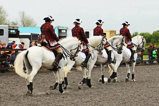 Pen Llyn Lusitano Stud and Riding Centre