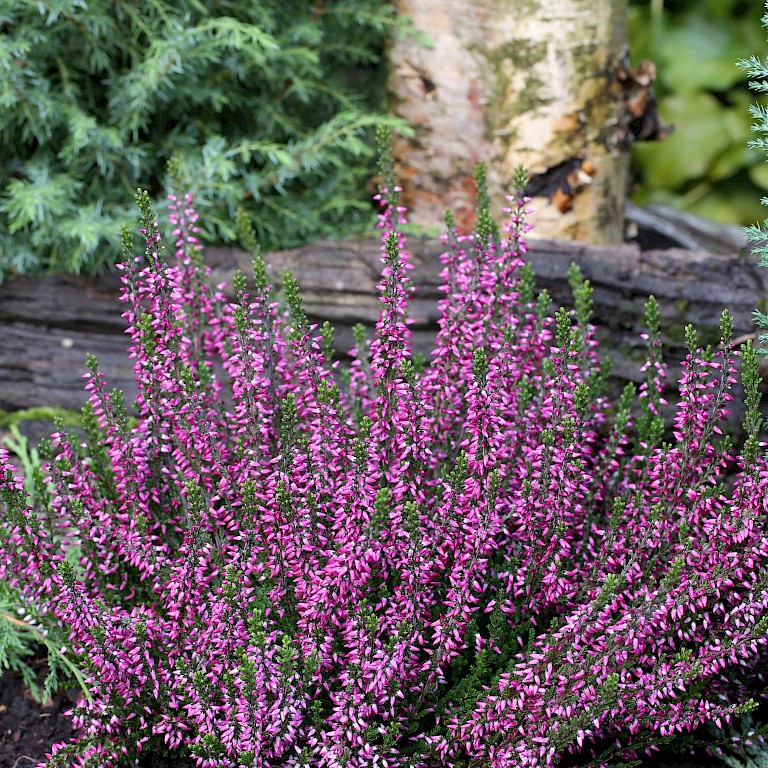 Zwemparadijs Calluna