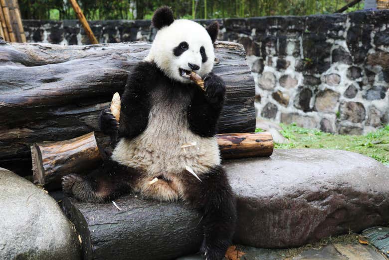 Dujiangyan Panda Base