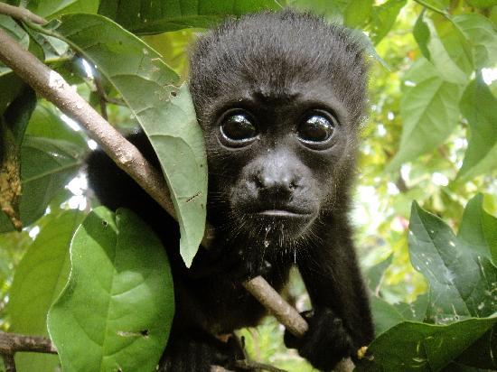 SIBU Wildlife Sanctuary