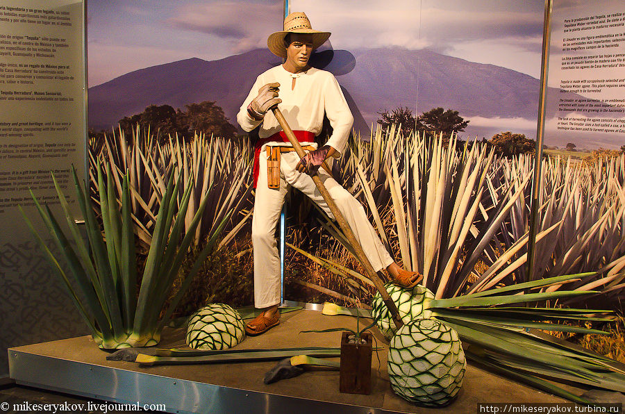 Museo Sensorial del Tequila