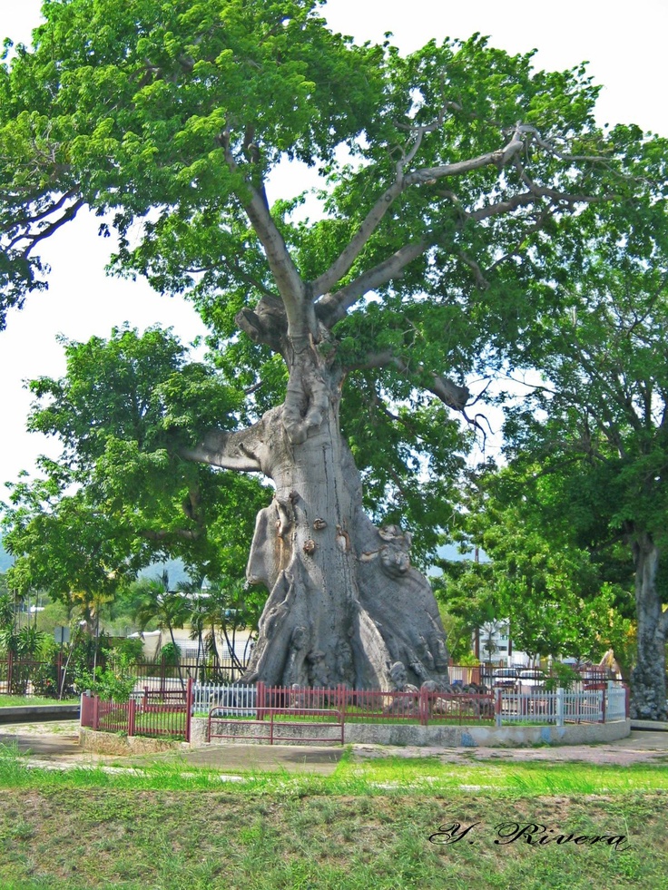 Parque de la Ceiba