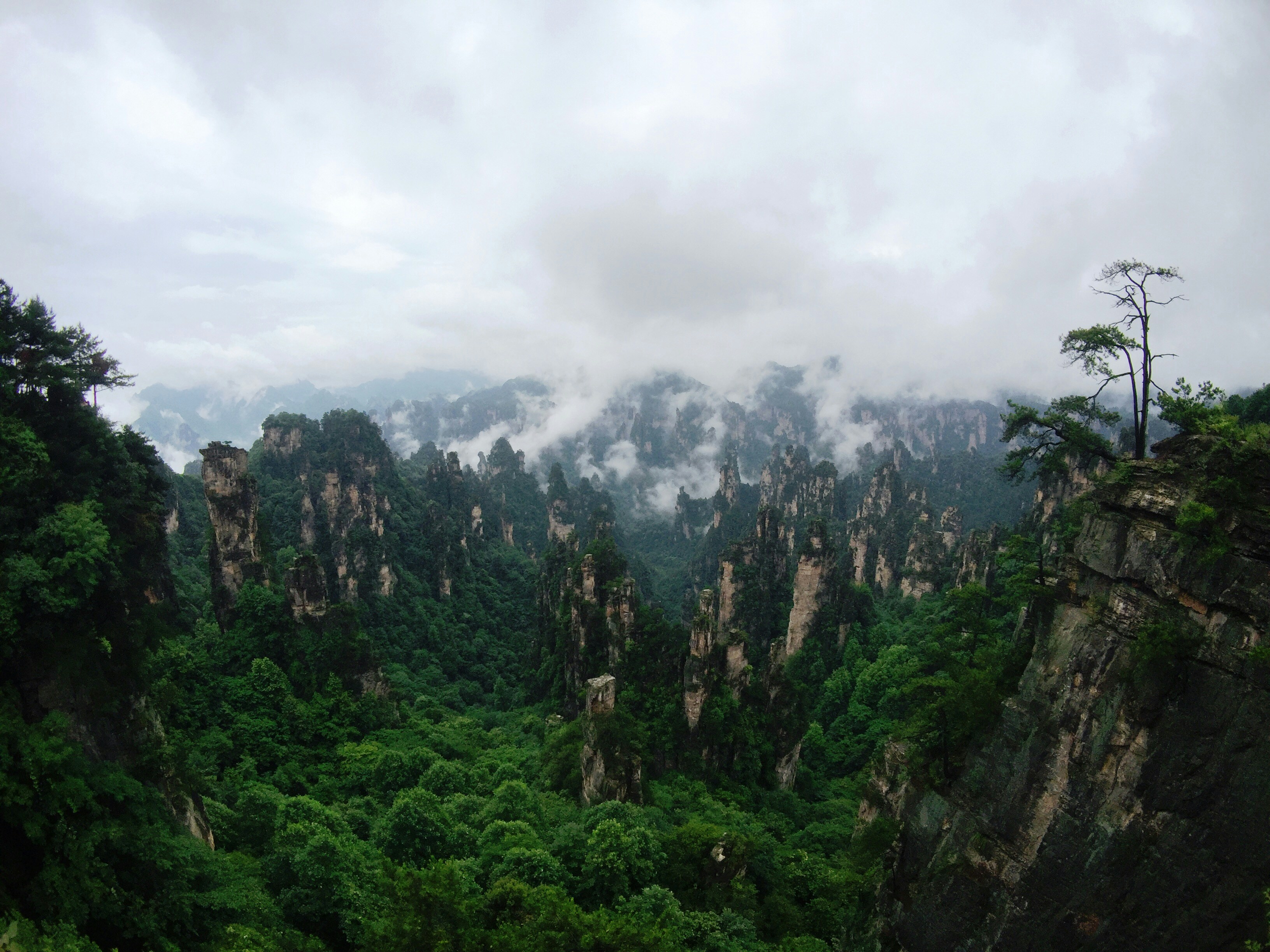Shichang Forest