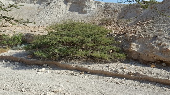 Nachal David Stream