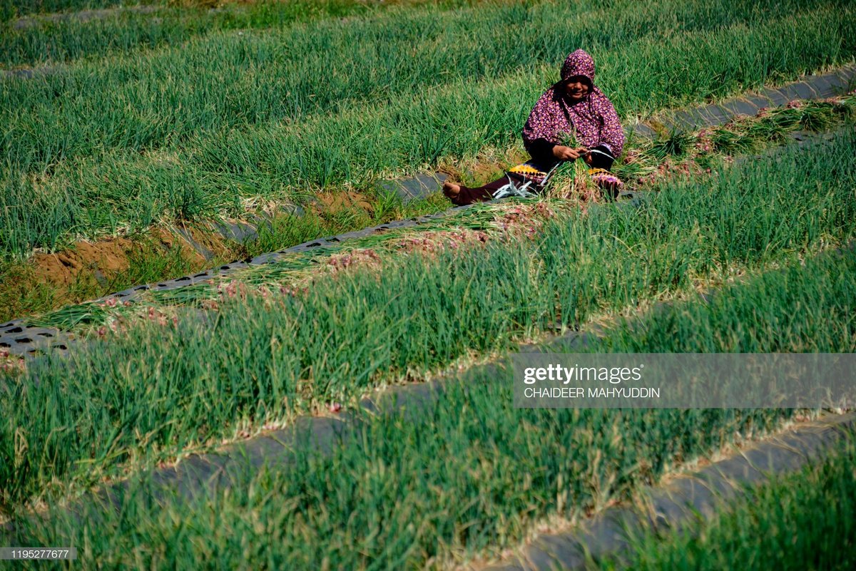 Xinbao Onion Experience Farm