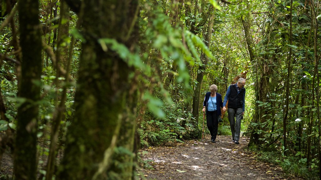 Mangawhero Forest Walk and Rimu Walk