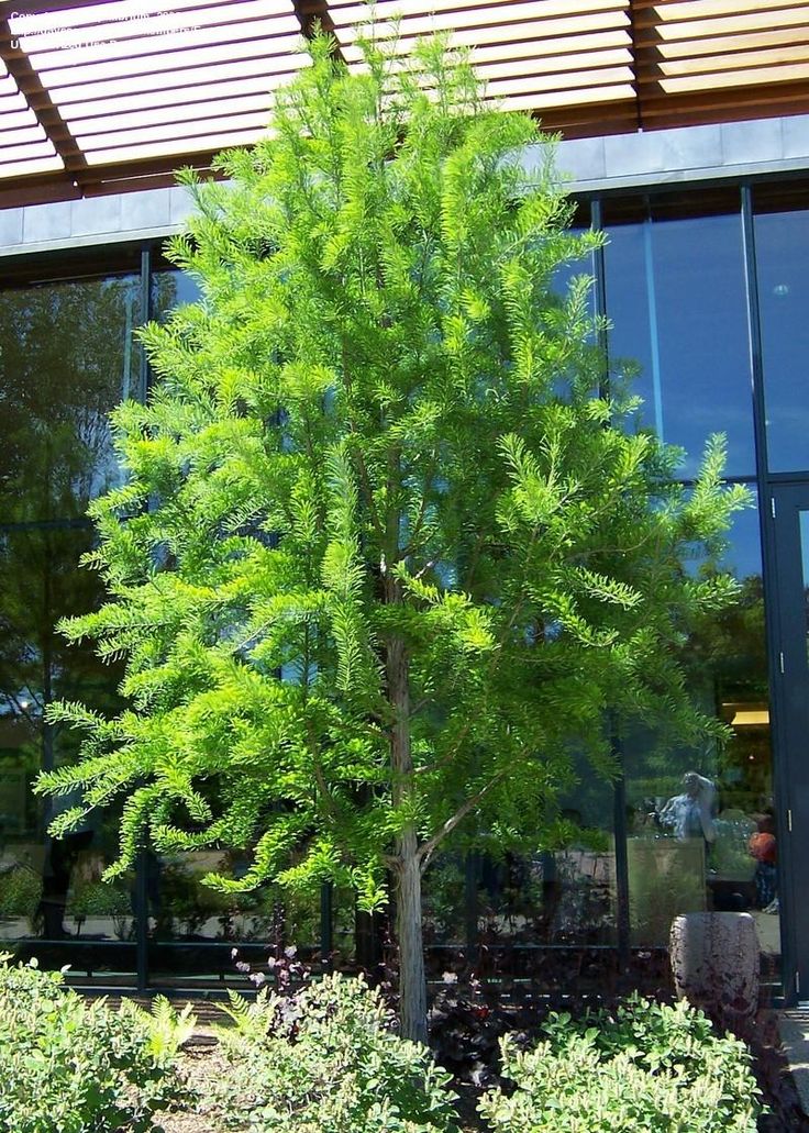 Hualien Bald Cypress