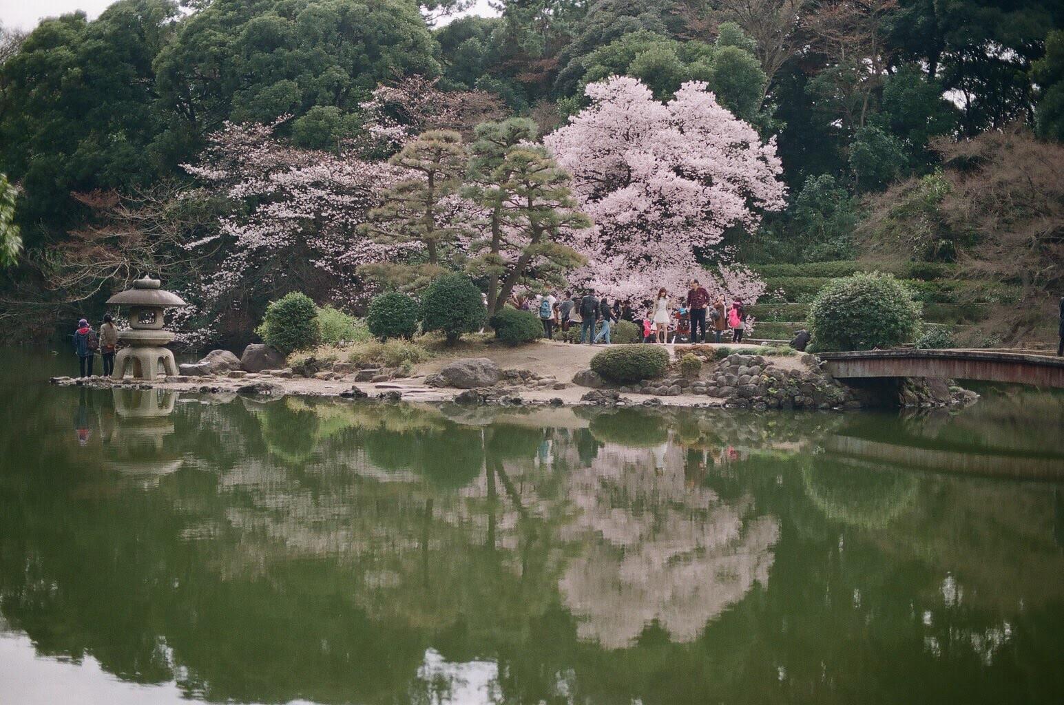 Futian Tung Blossom Park